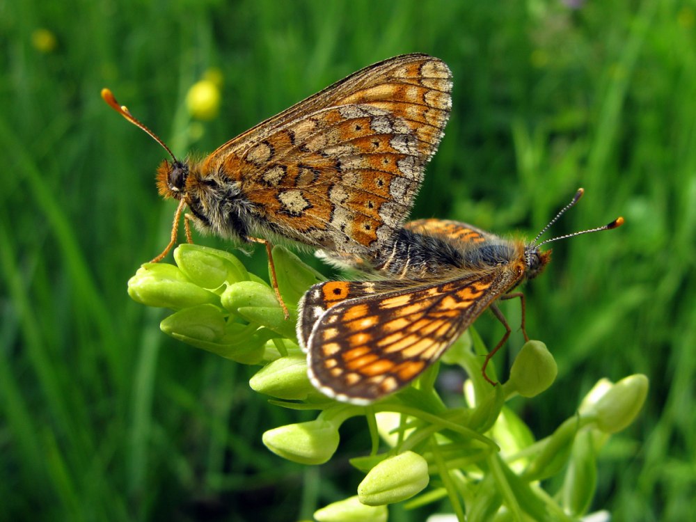 Шашечница Авриния Euphydryas aurinia