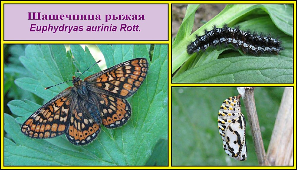 Куколка бабочки шашечницы