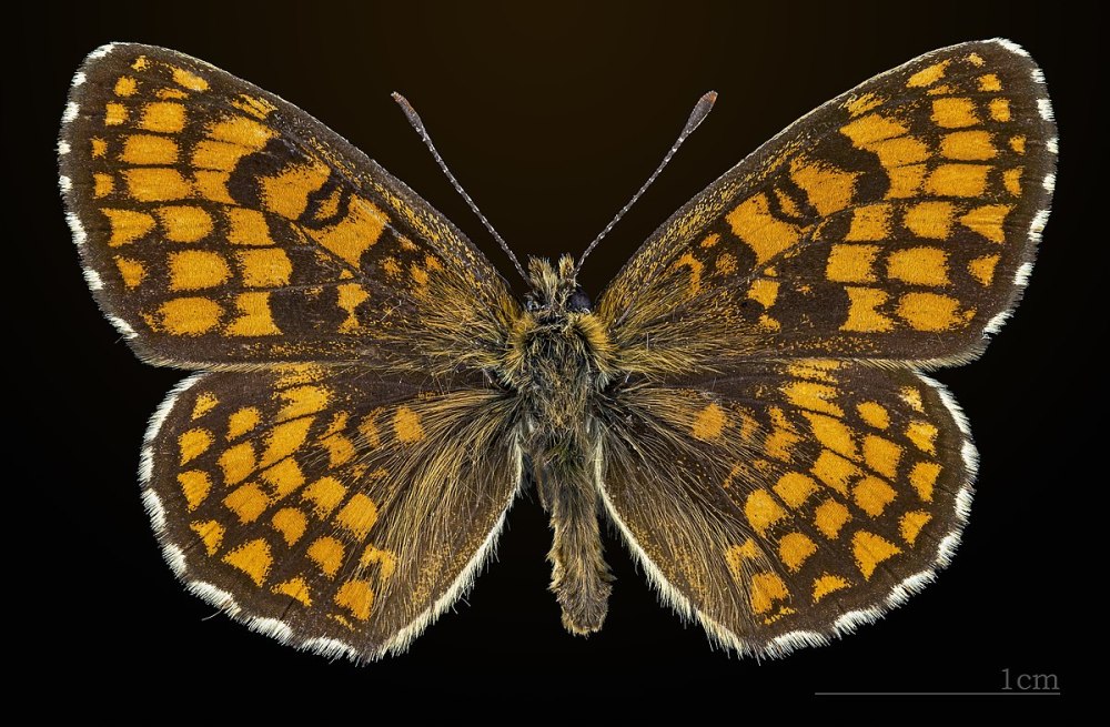 Шашечница Авриния Euphydryas aurinia