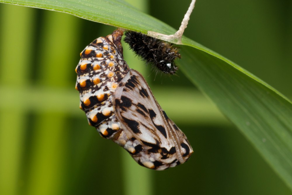 Melitaea Athalia