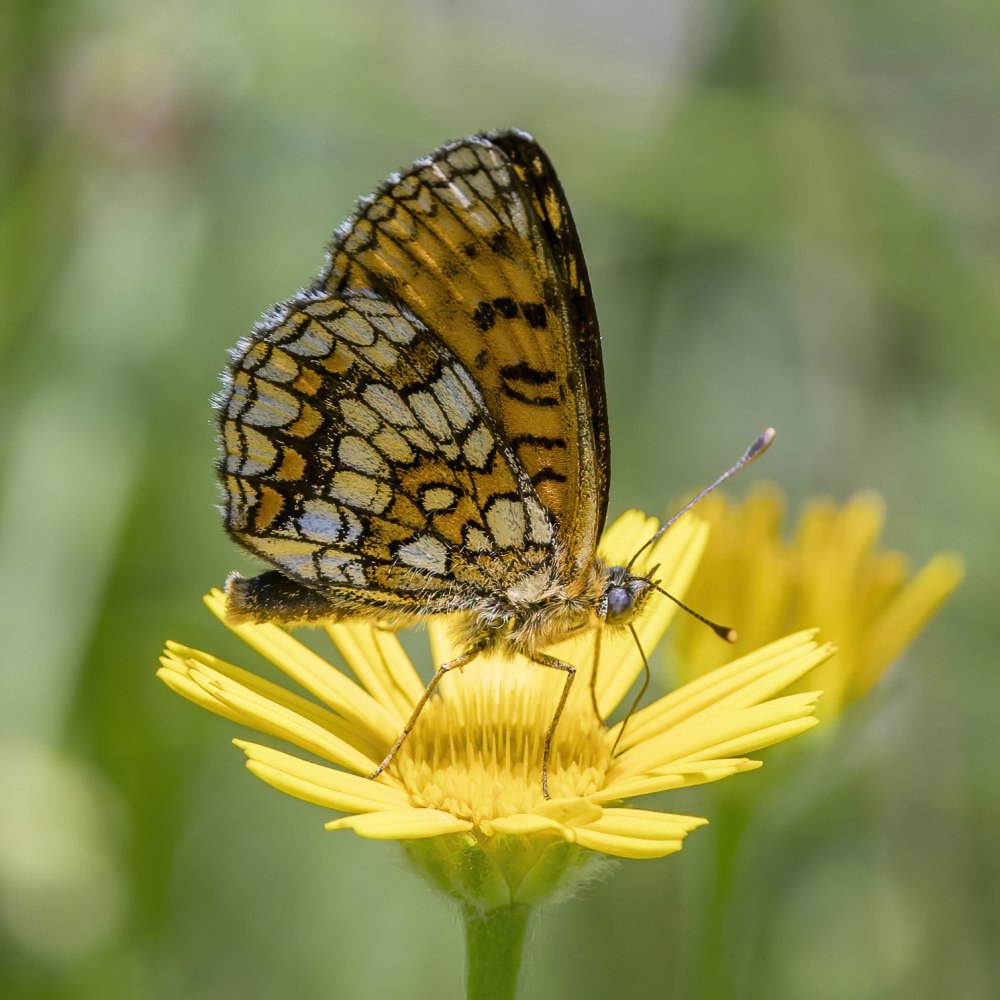 Melitaea ABBAS