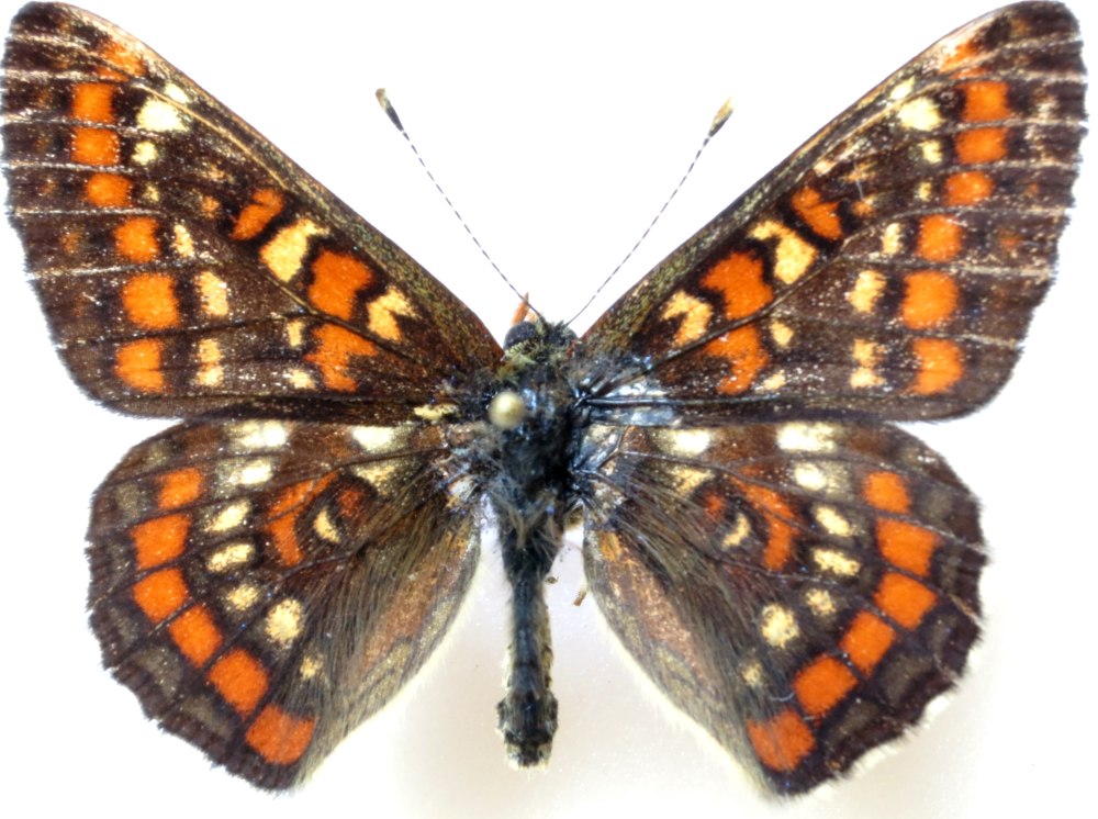 Euphydryas maturna