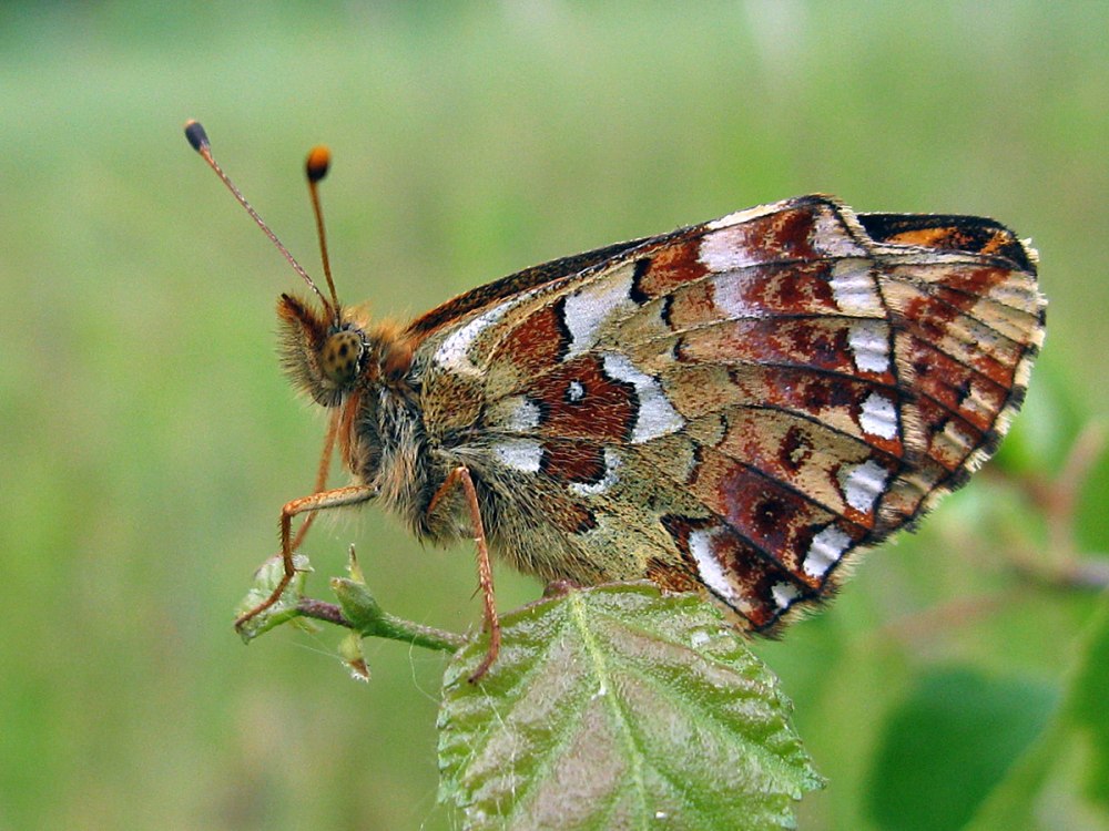 Boloria aquilonaris