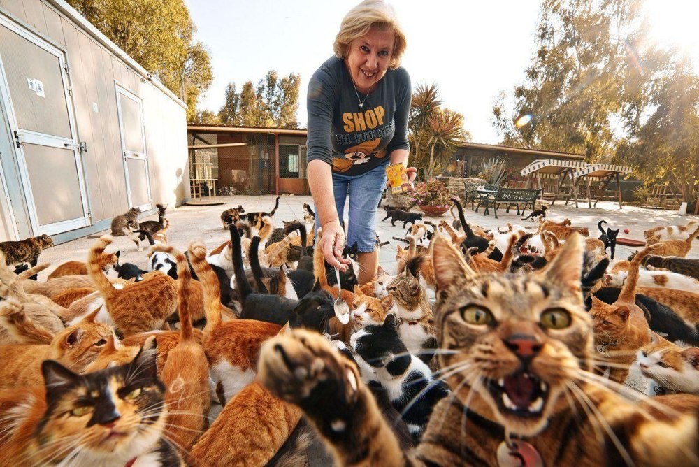Много кошек