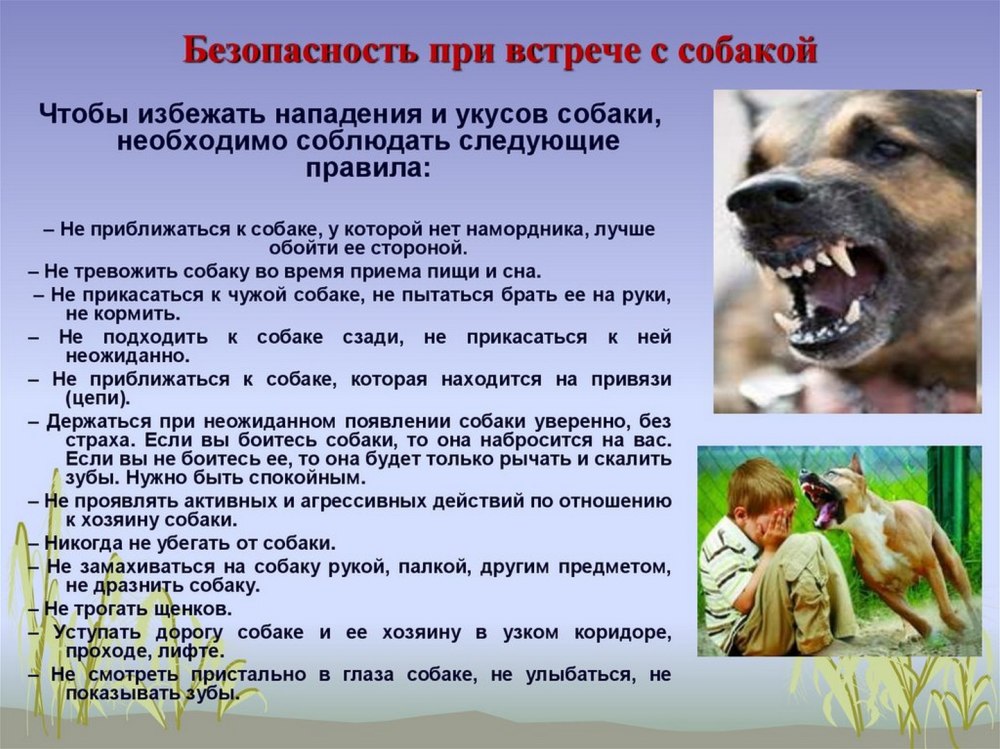 Правила поведения при нападении собаки