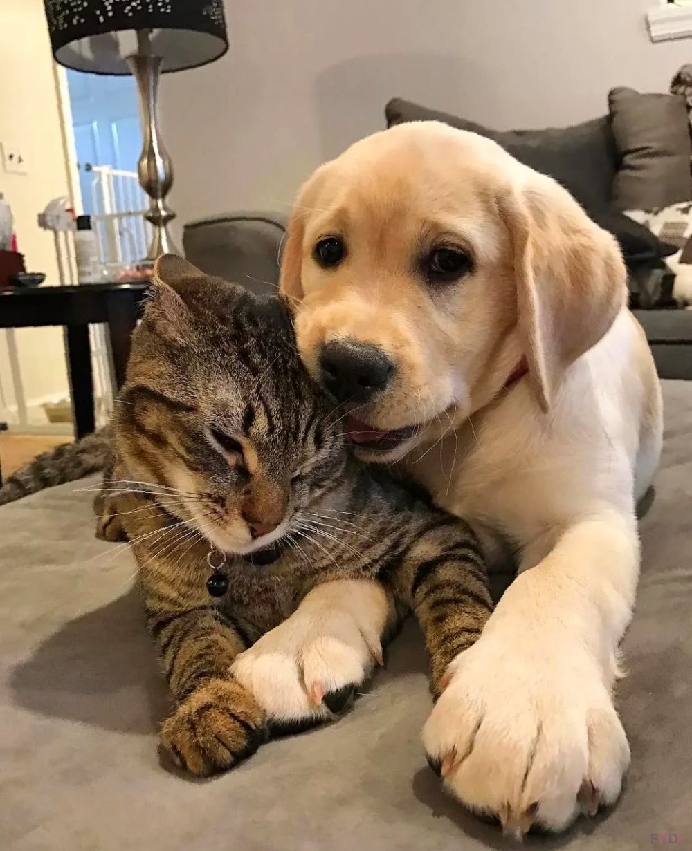 Котики собачки