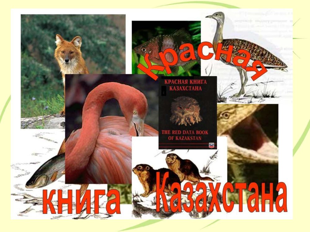Красная книга РК животные