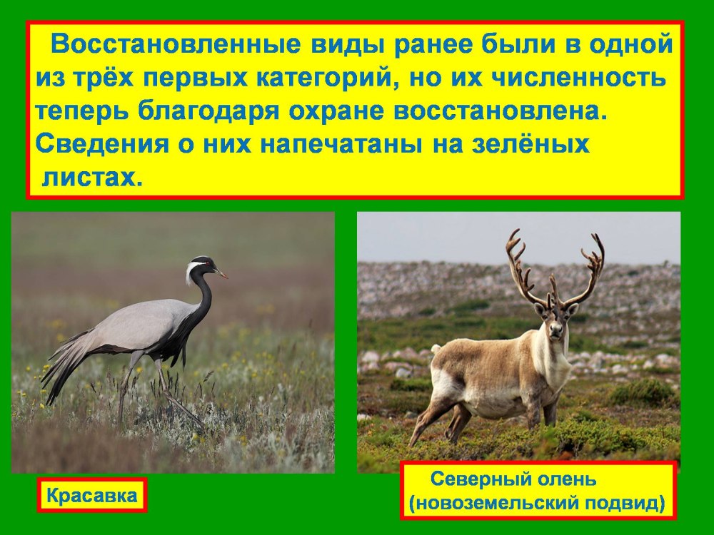 Животные из красной книги