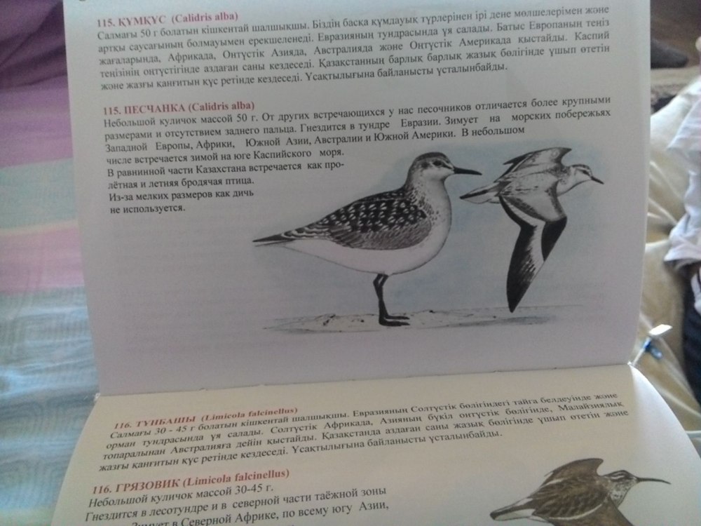 Птицы красной книги Казахстана