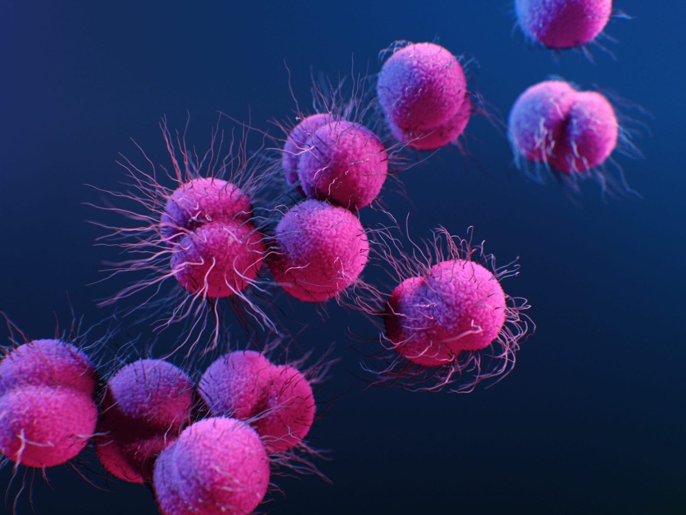 Neisseria gonorrhoeae под микроскопом