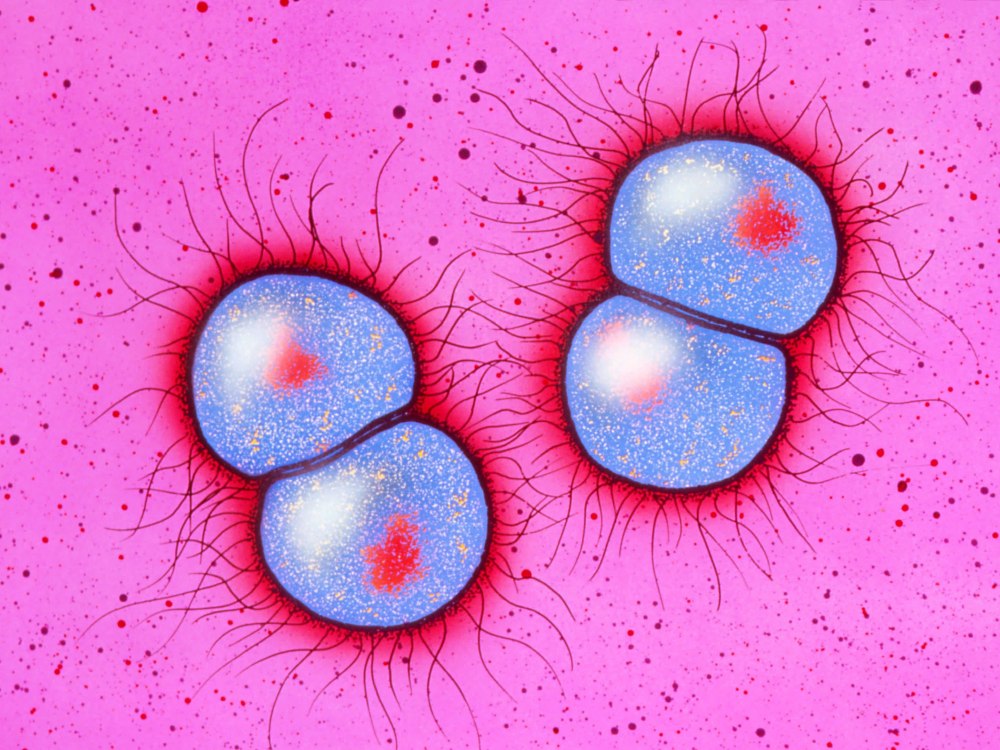 Neisseria gonorrhoeae заболевания