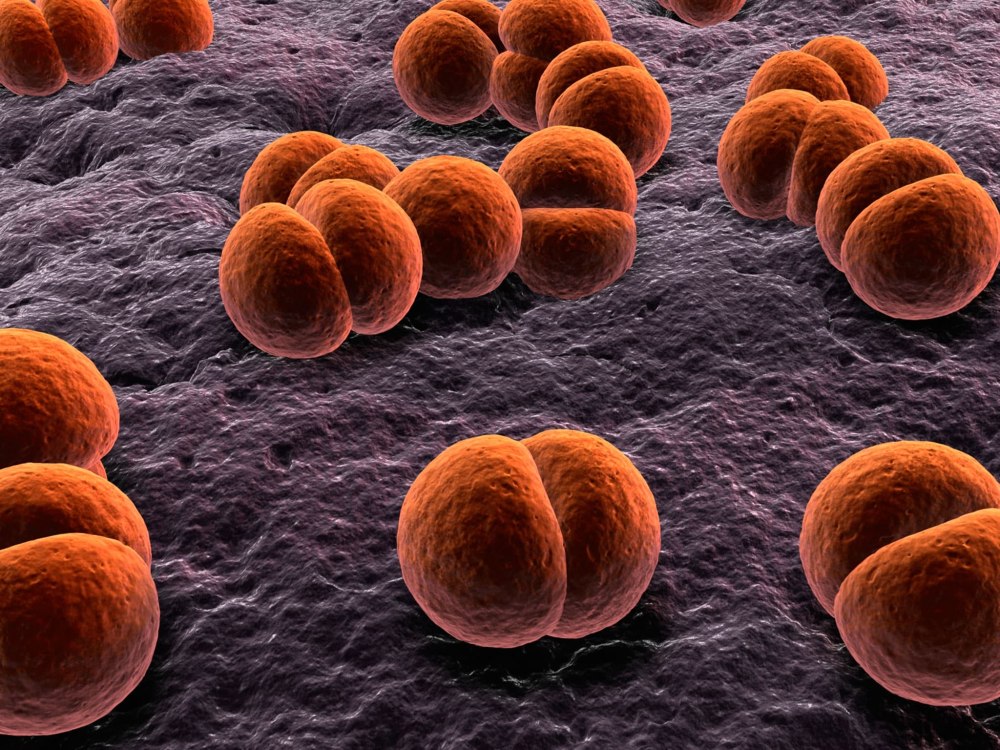 Менингококки Neisseria meningitidis