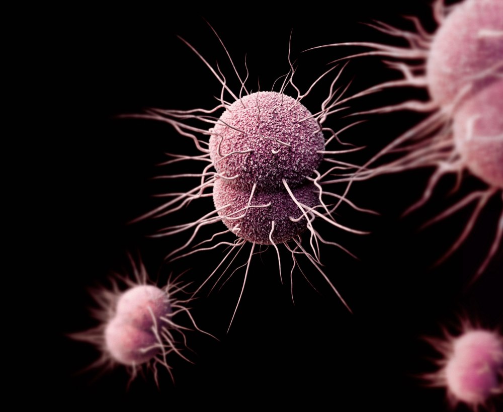 Путь передачи Neisseria gonorrhoeae