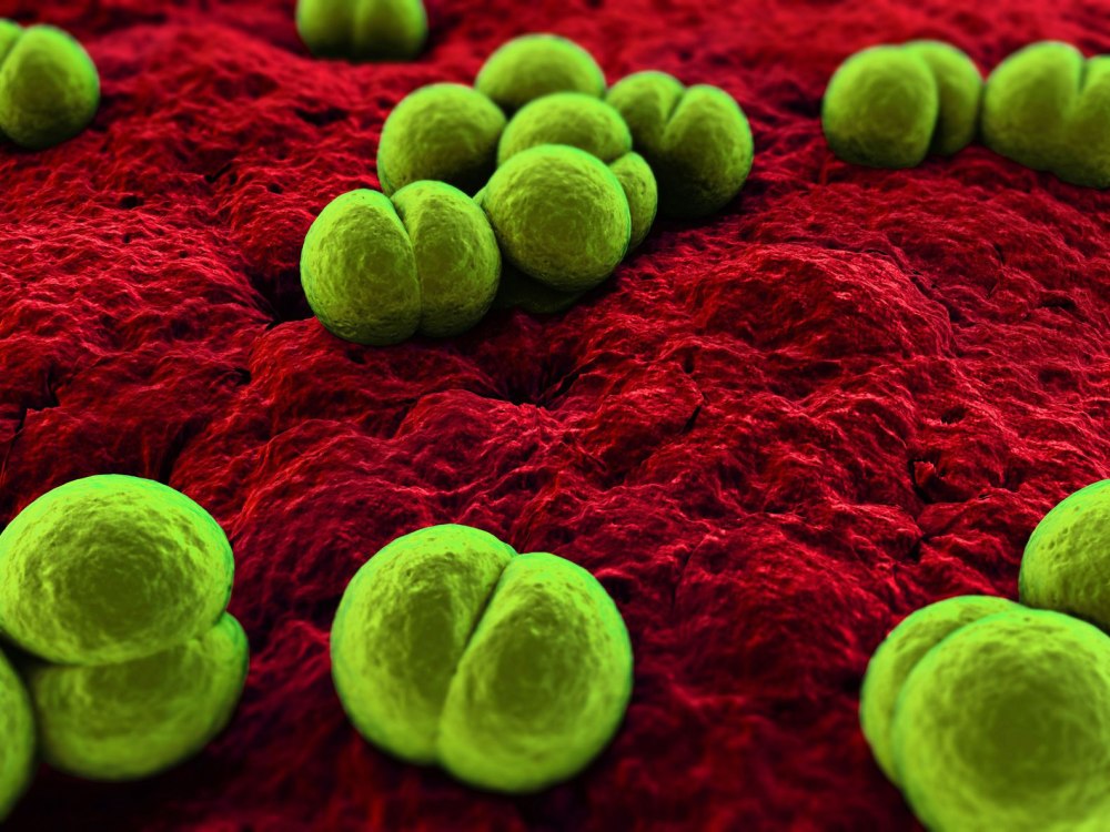 Возбудитель (Neisseria meningitidis)