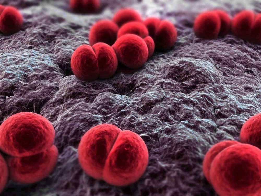 Менингококки Neisseria meningitidis