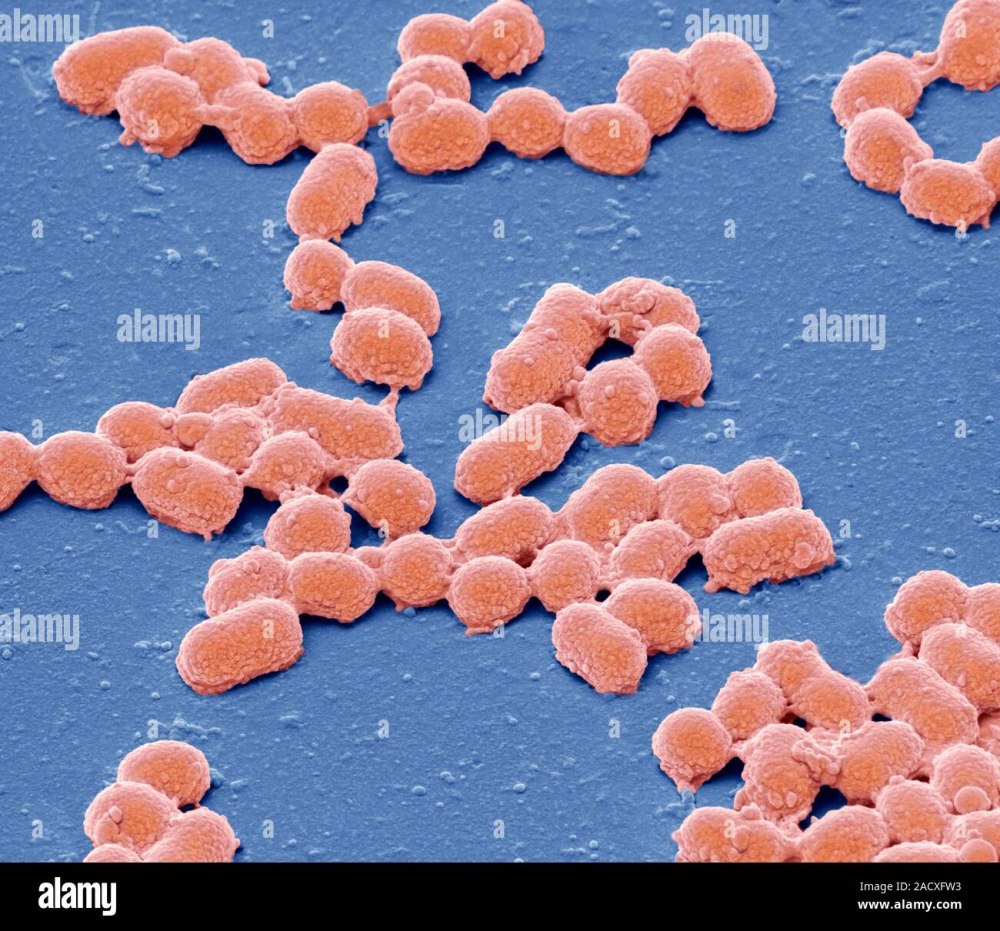 ДНК гонококка (Neisseria gonorrhoeae