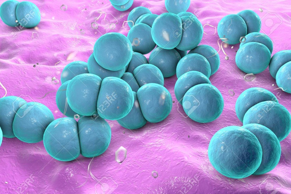 Gonococcus