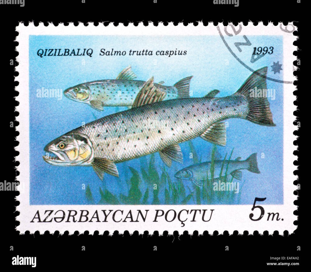 Каспийский лосось (Salmo trutta caspius).