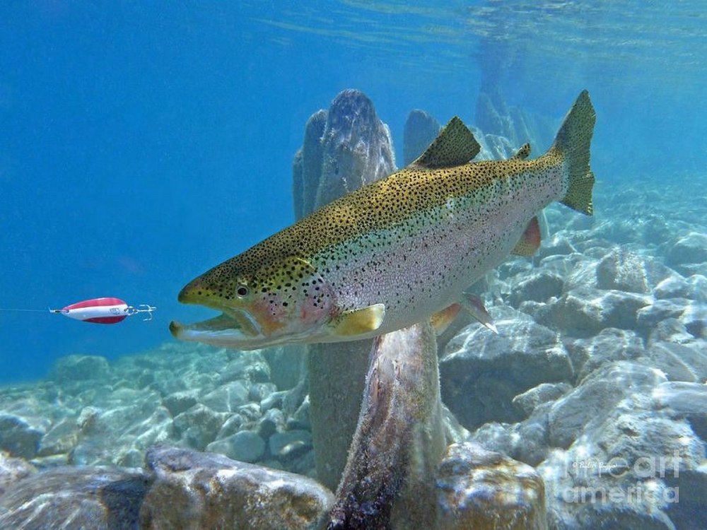 Микижа Радужная форель