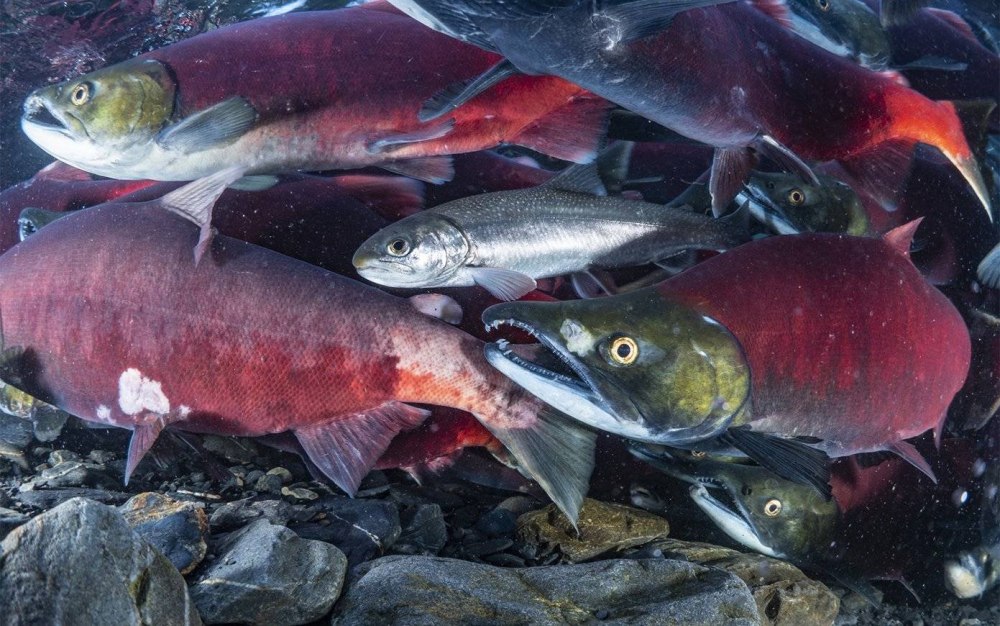 Кижуч (Oncorhynchus kisutch)