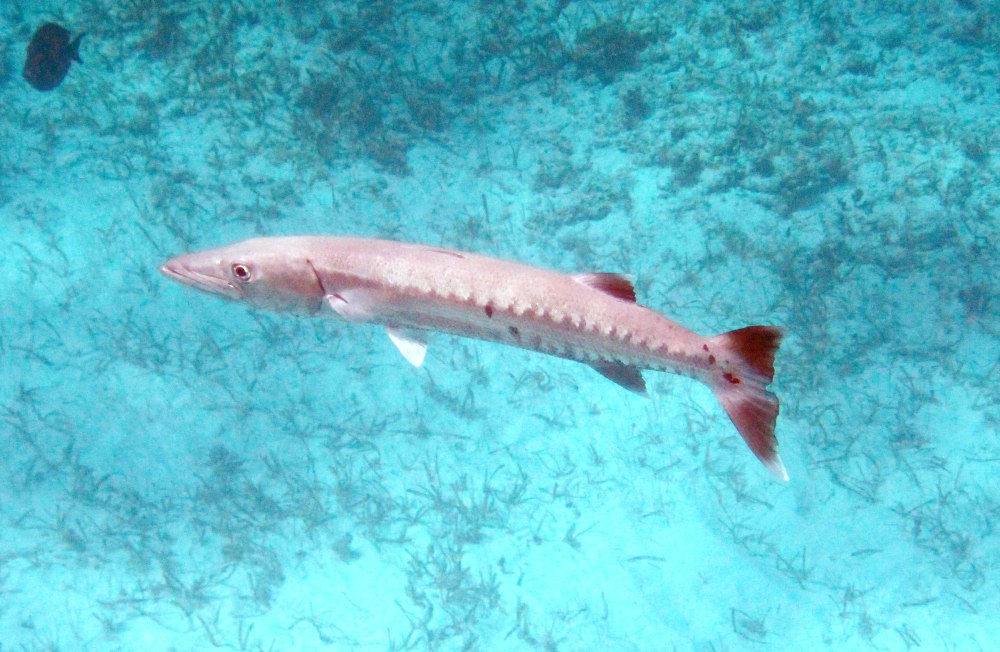 Sphyraena Barracuda