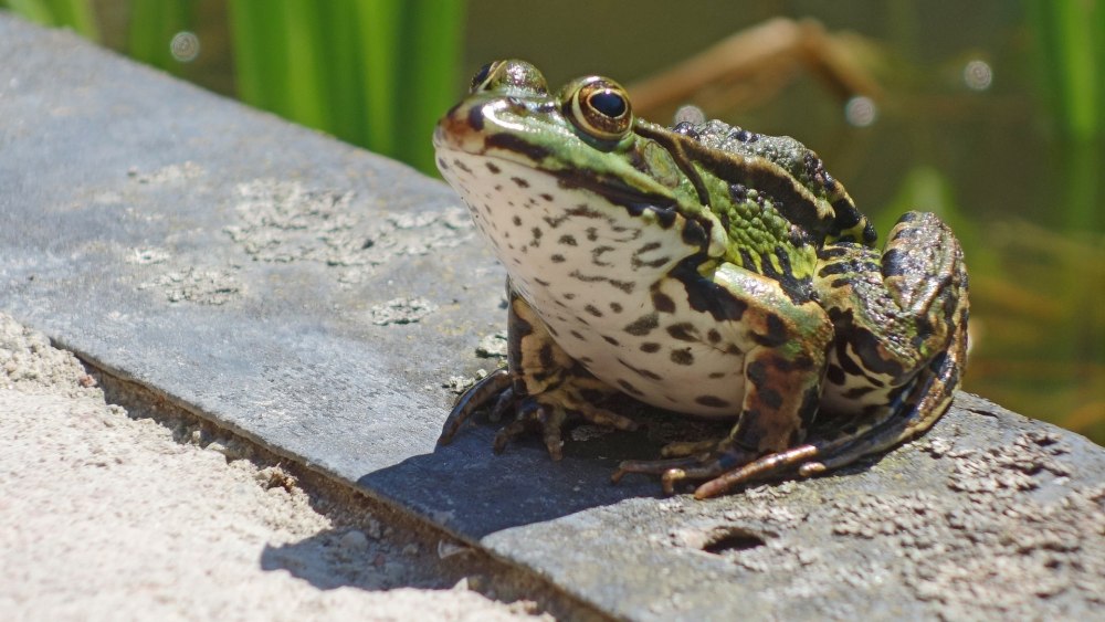 Прудовая лягушка Pelophylax lessonae