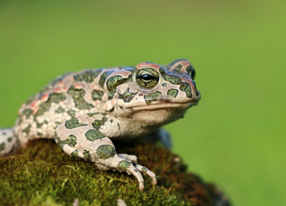 (Bufo viridis жаба