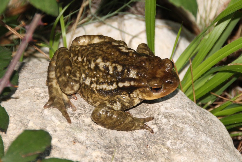 Pseudarmadillo spinosus