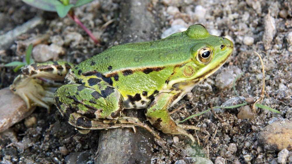 Съедобная лягушка Pelophylax esculentus