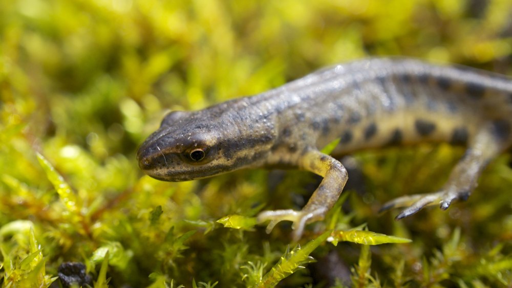 Обыкновенный Тритон Lissotriton vulgaris