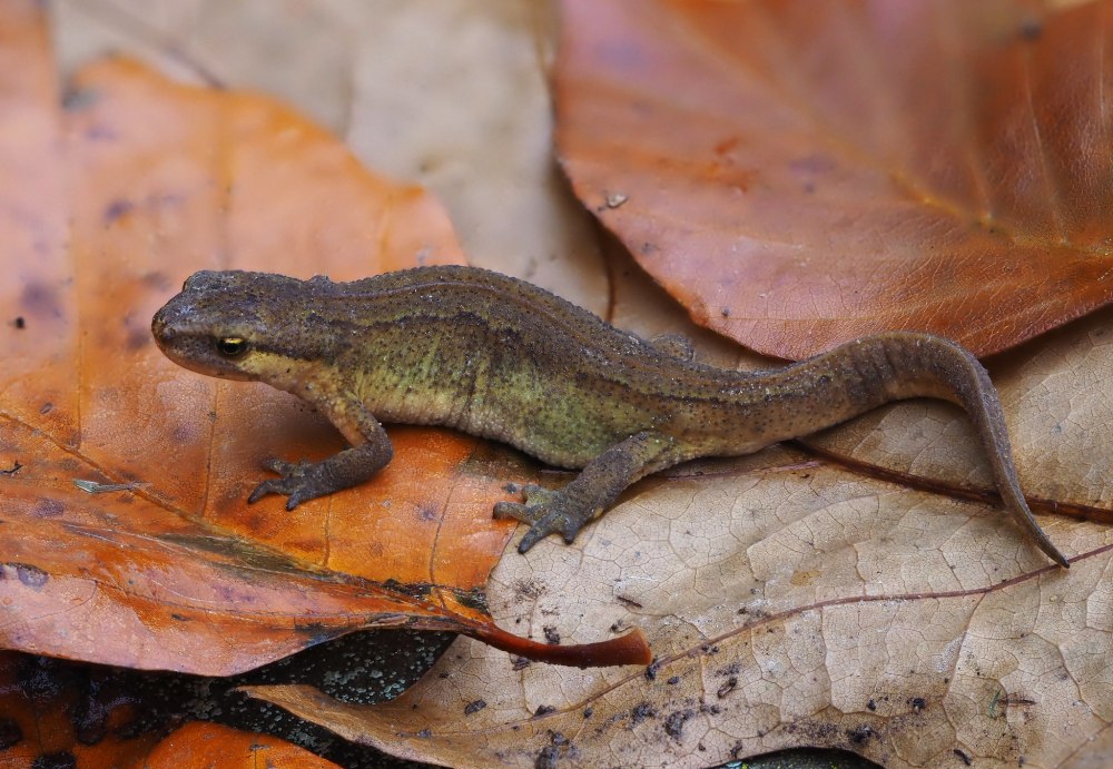 Lissotriton helveticus