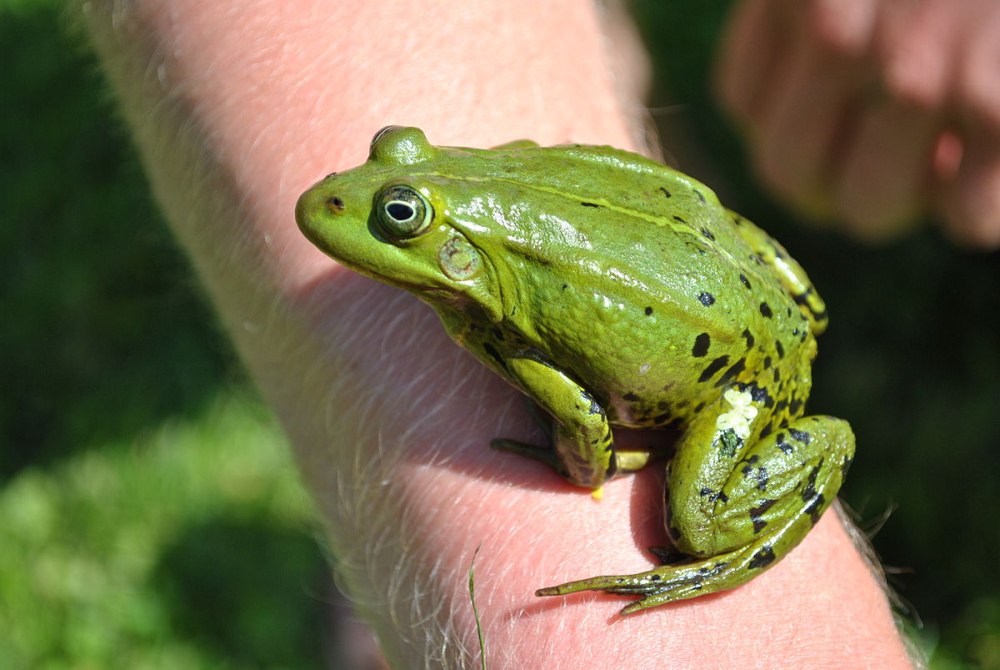 Съедобная лягушка Pelophylax esculentus
