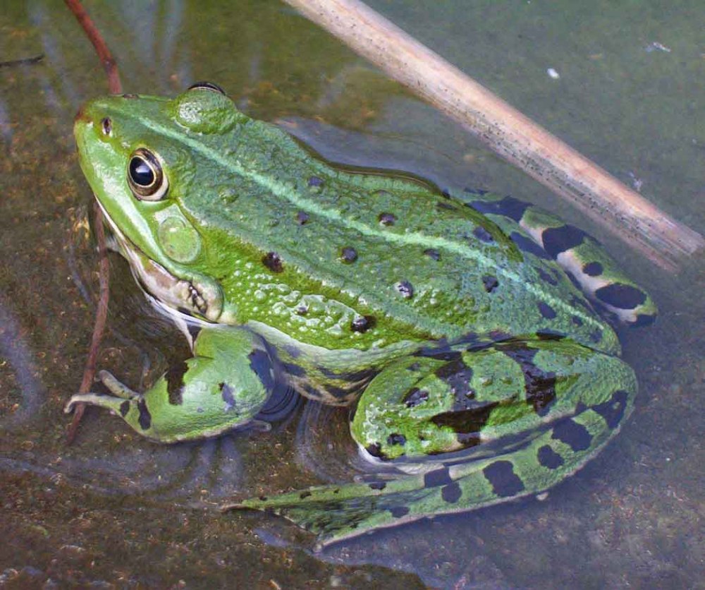 Прудовая лягушка (Rana lessonae)