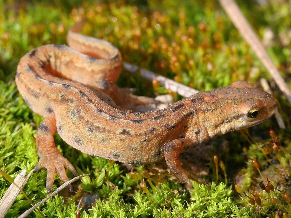 Тритон (Lissotriton vulgaris)