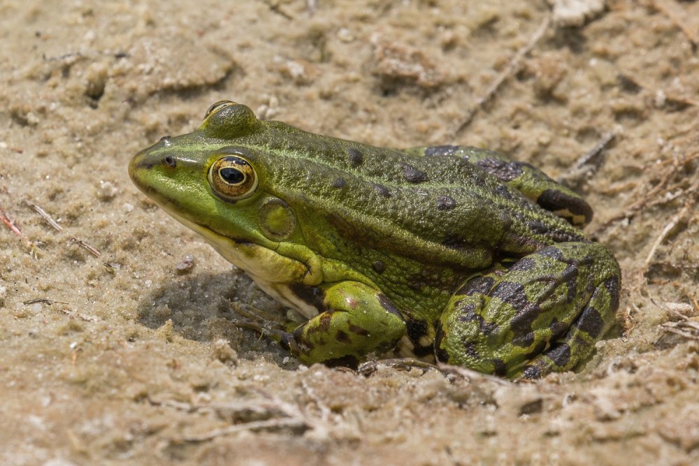 Pelophylax лягушка