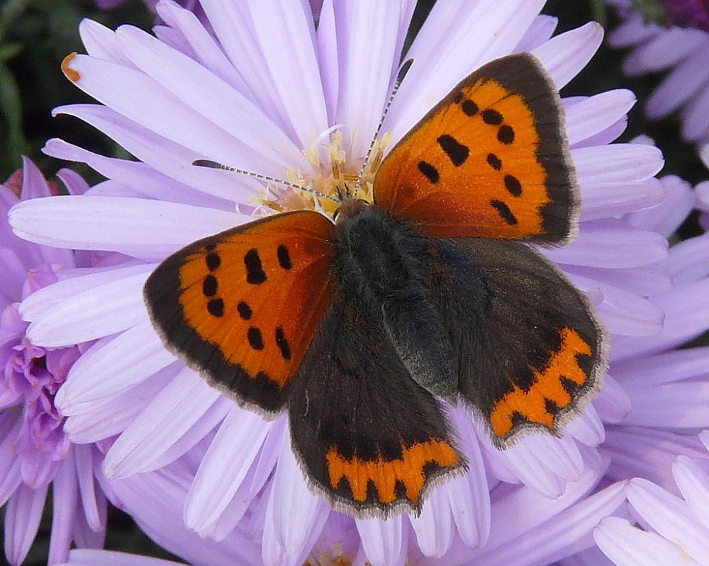 Butterfly so2
