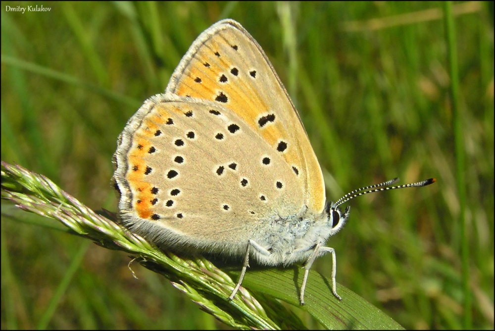 Lycaena hippothoe