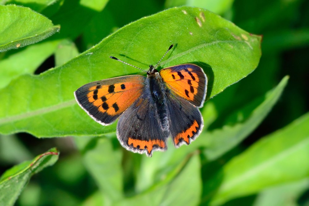 Червонец Пламенный Lycaena phlaeas
