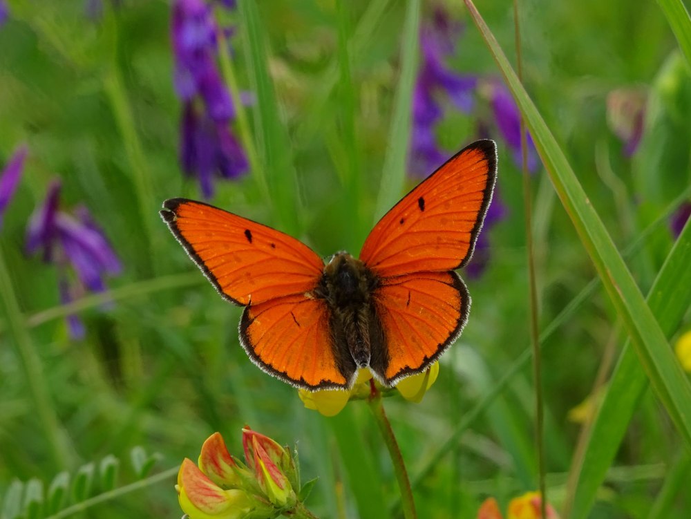 Lycaena Hyllis