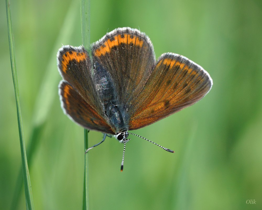 Червонец Гелла» (Lycaena Helle)