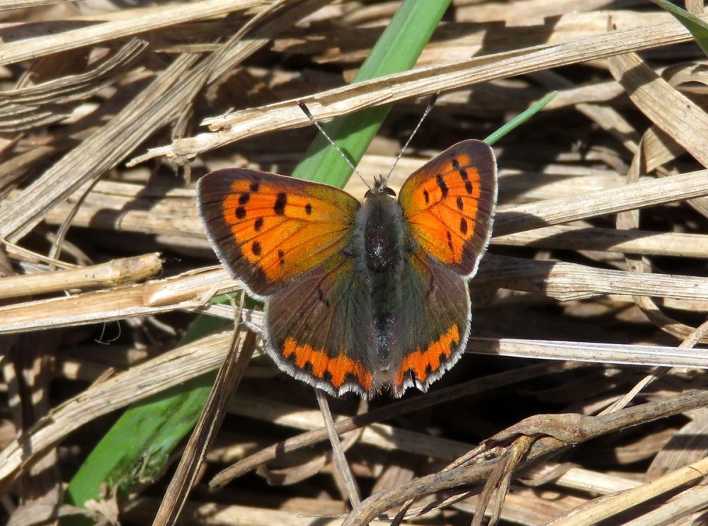 Червонец Пламенный Lycaena phlaeas