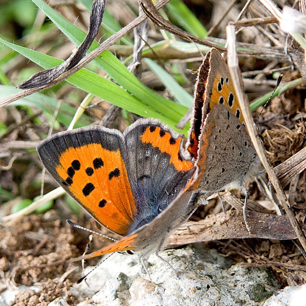Червонец Гелла» (Lycaena Helle)