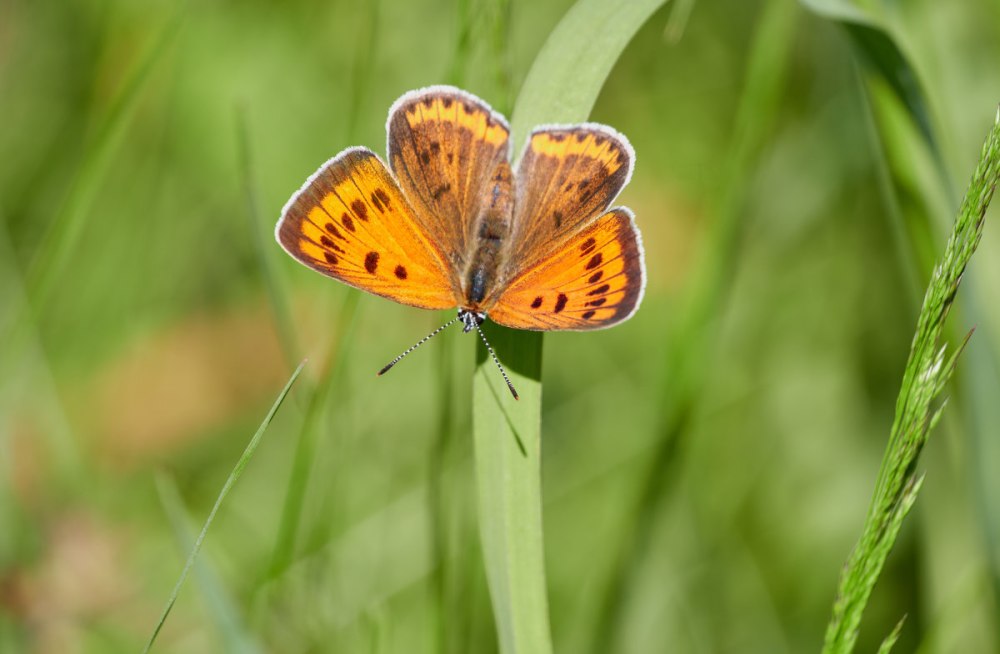 Червонец пятнистый, или Пламенный – Lycaena phlaeas