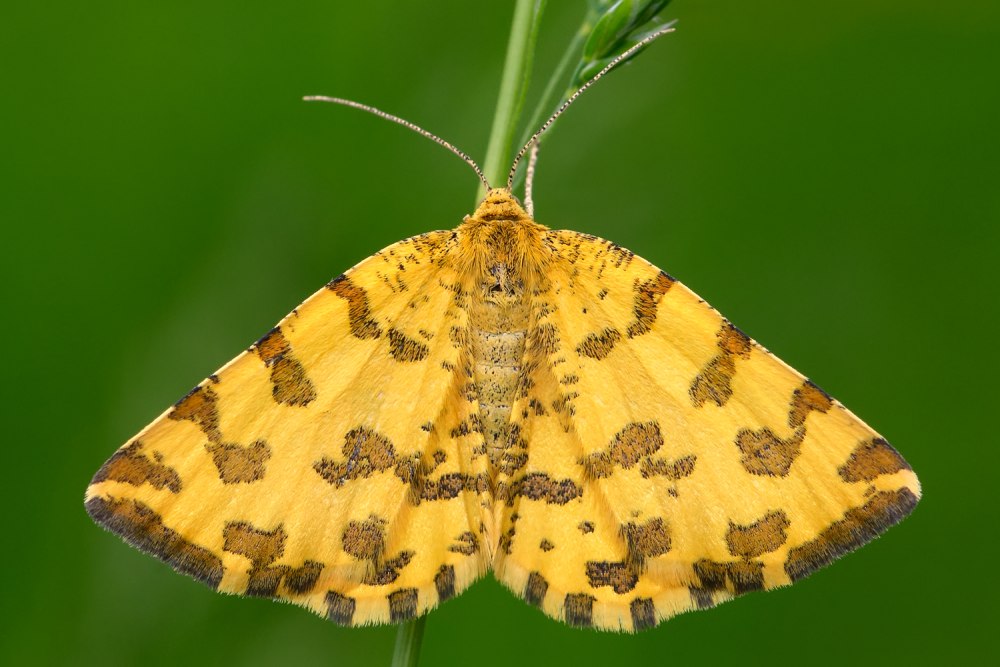 Pseudopanthera macularia