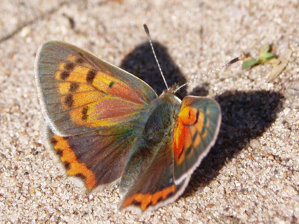 Lycaena violacea