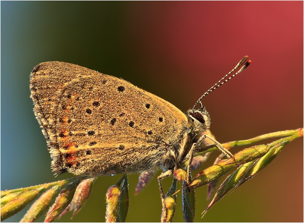 Lycaena hippothoe