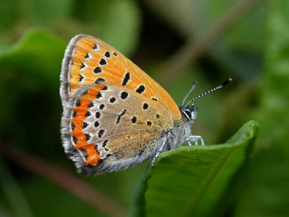 Червонец Гелла» (Lycaena Helle)