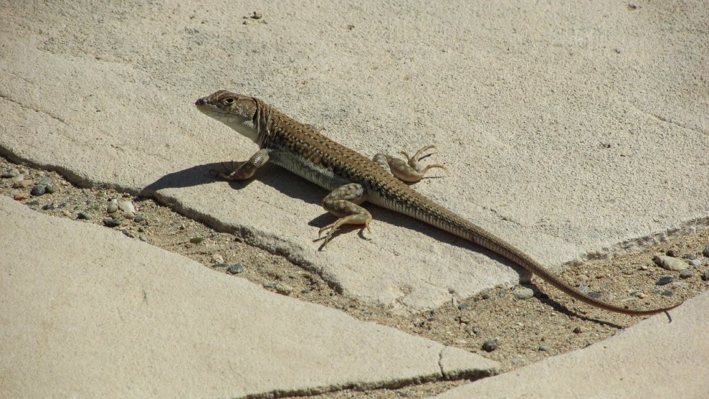 Acanthodactylus schreiberi