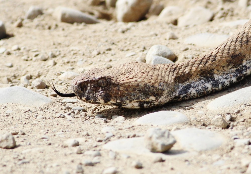 Blunt Nosed Viper