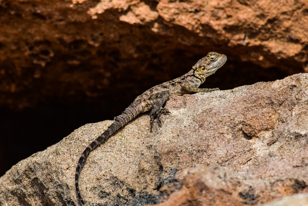 Laudakia Stellio cypriaca